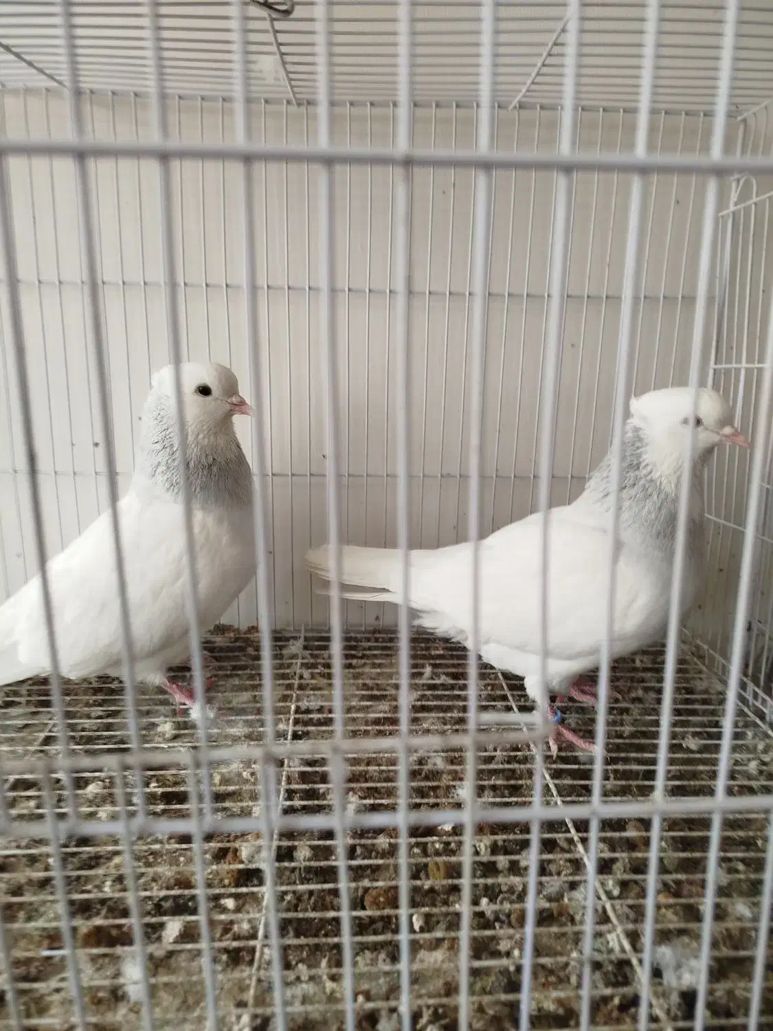 کفتر رنگه|پرنده|مشهد, مشکینی (شهرک غرب)|دیوار