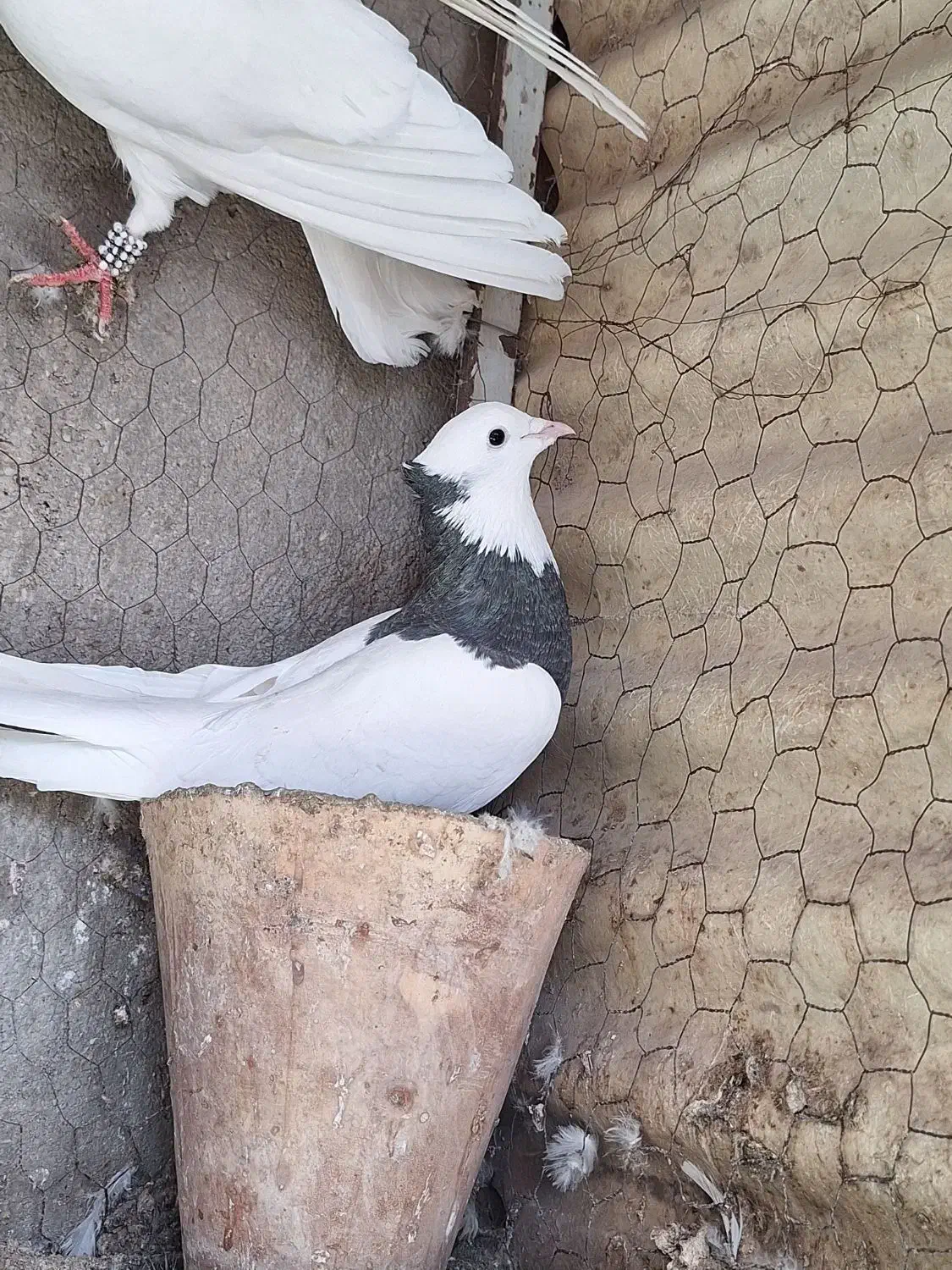 کبوتر طوقی|پرنده|فیروزه, |دیوار