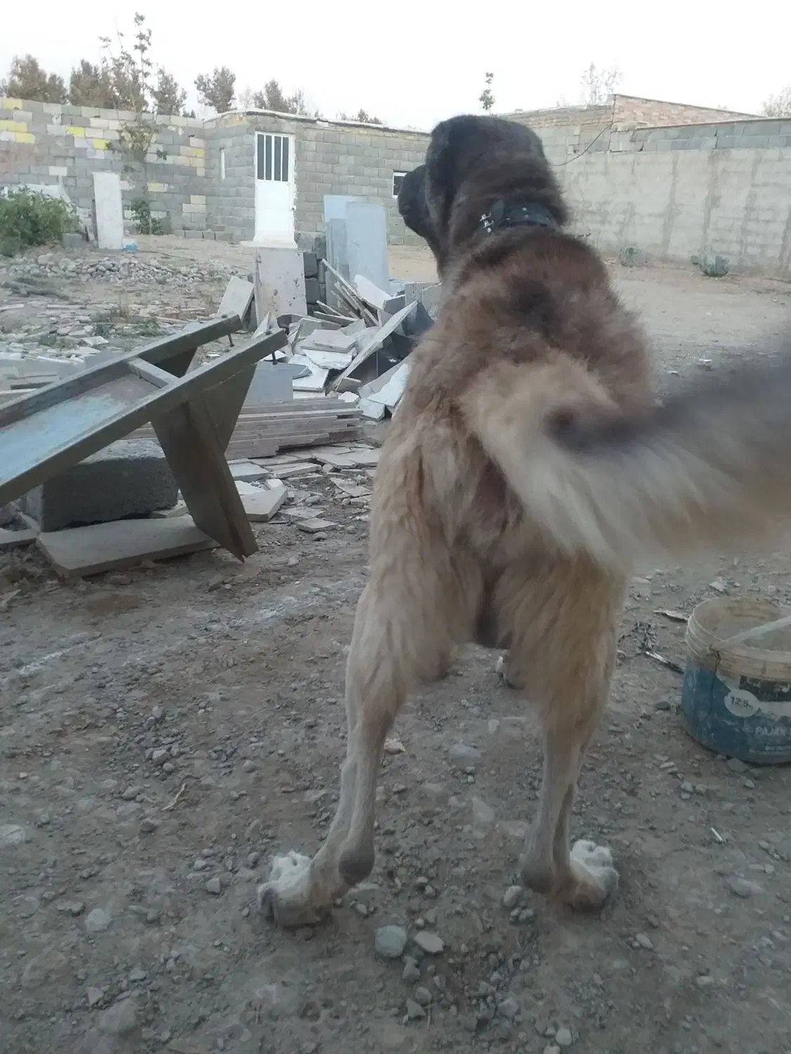 سگم  گمشده نر هست|حیوانات|کرج, المهدی|دیوار