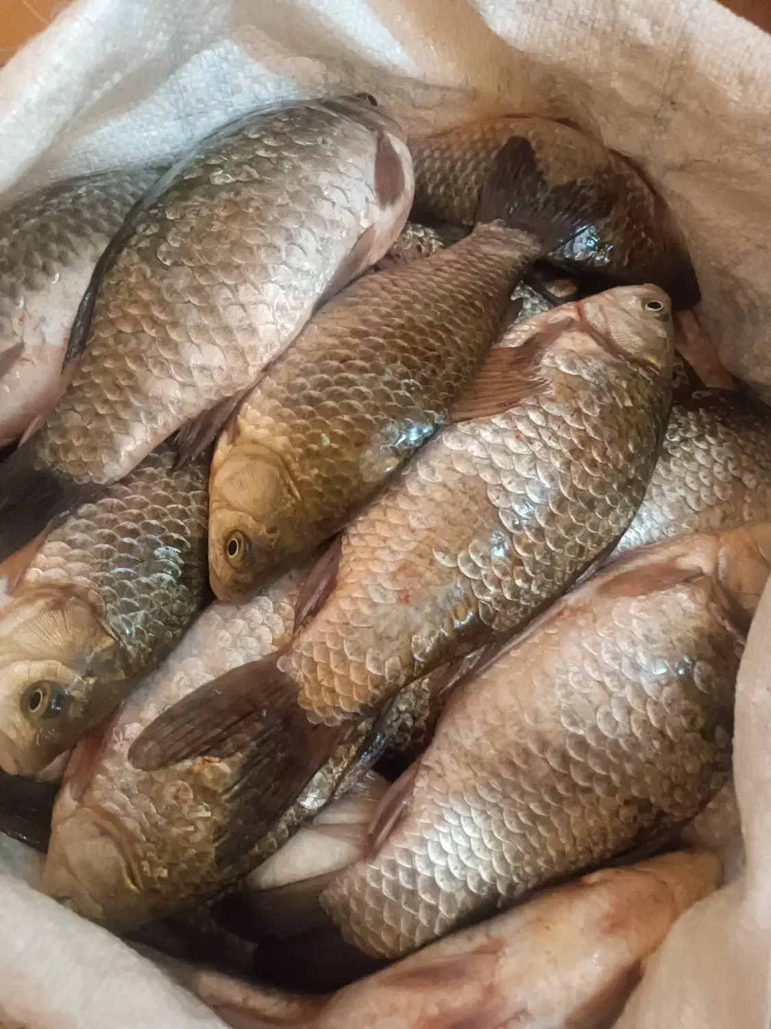 ماهی زنده سیم کپور|ماهی|اشنویه, |دیوار