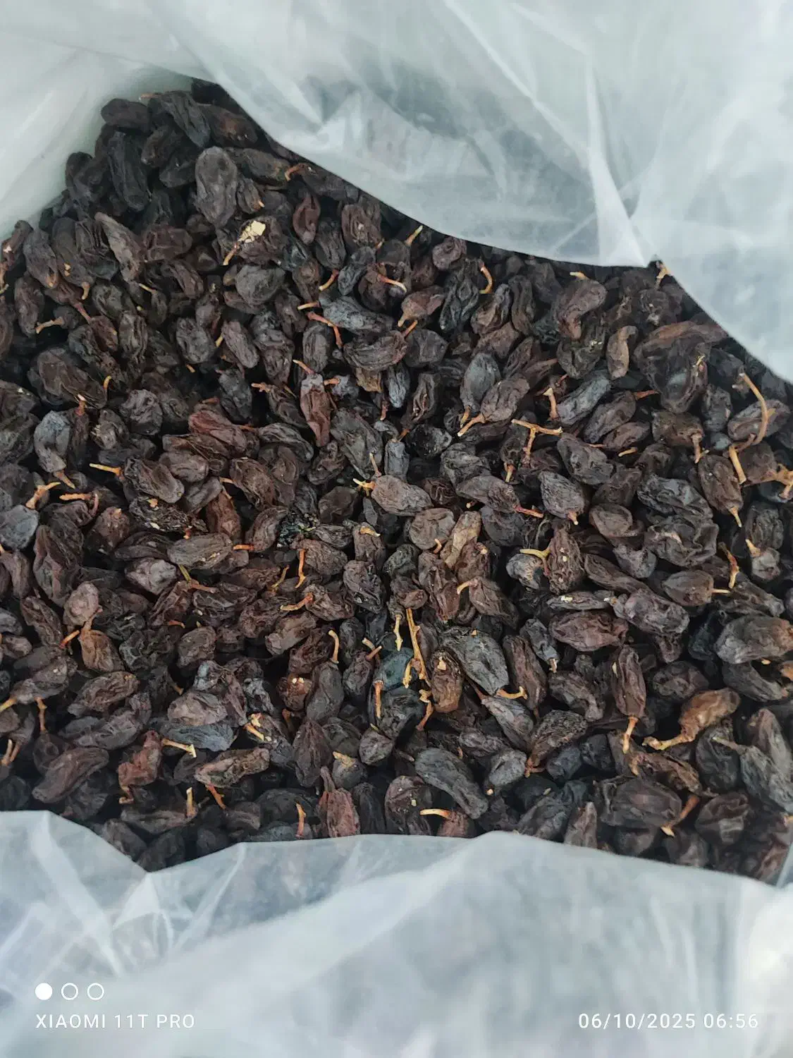 مویز دشمن زیاری درشت|خوردنی و آشامیدنی|شیراز, احمدی جنوبی|دیوار