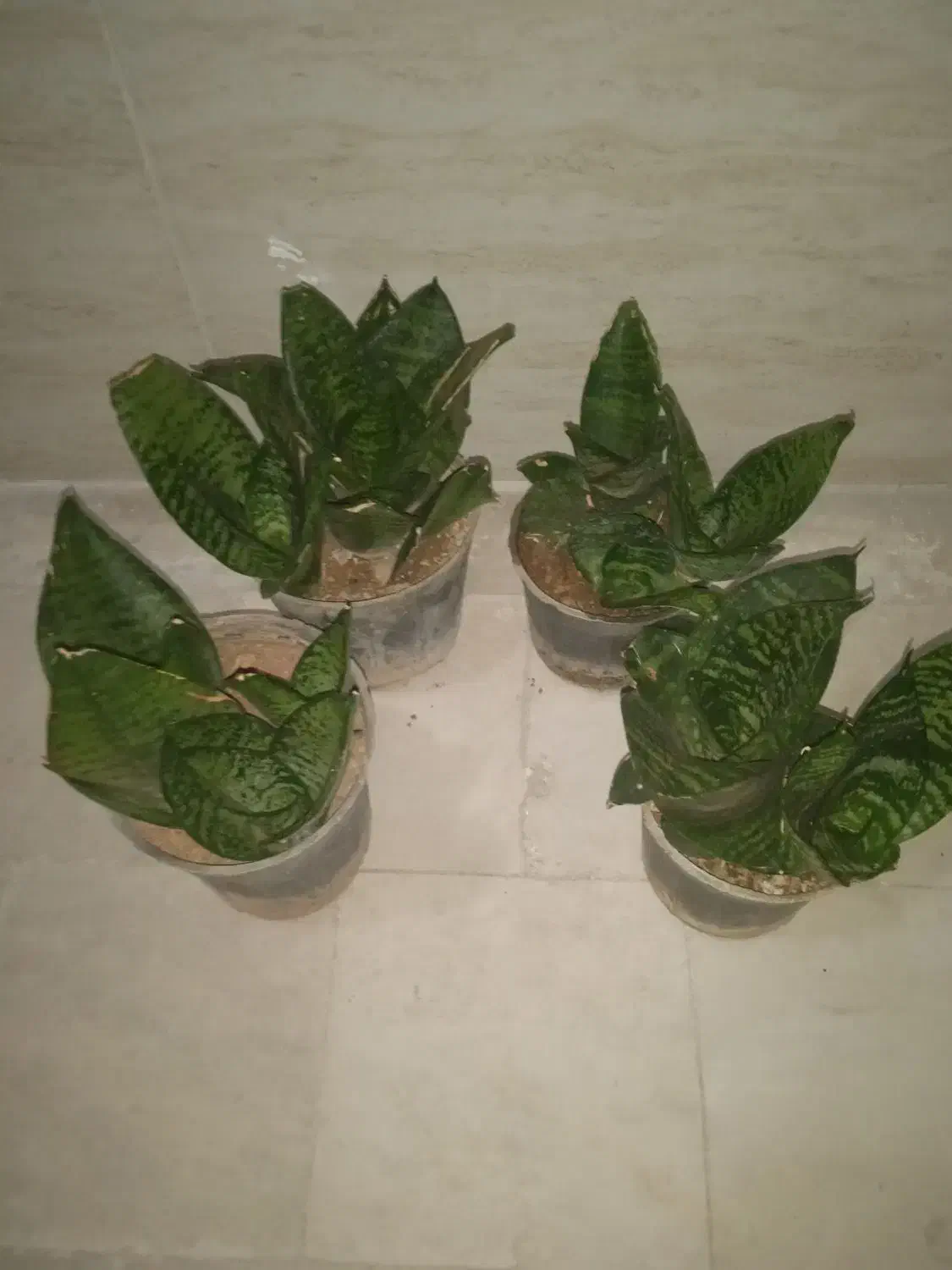 گل سانسوریا پاکوتاه|گل و گیاه طبیعی|فولادشهر, مسکن مهر فولادشهر|دیوار