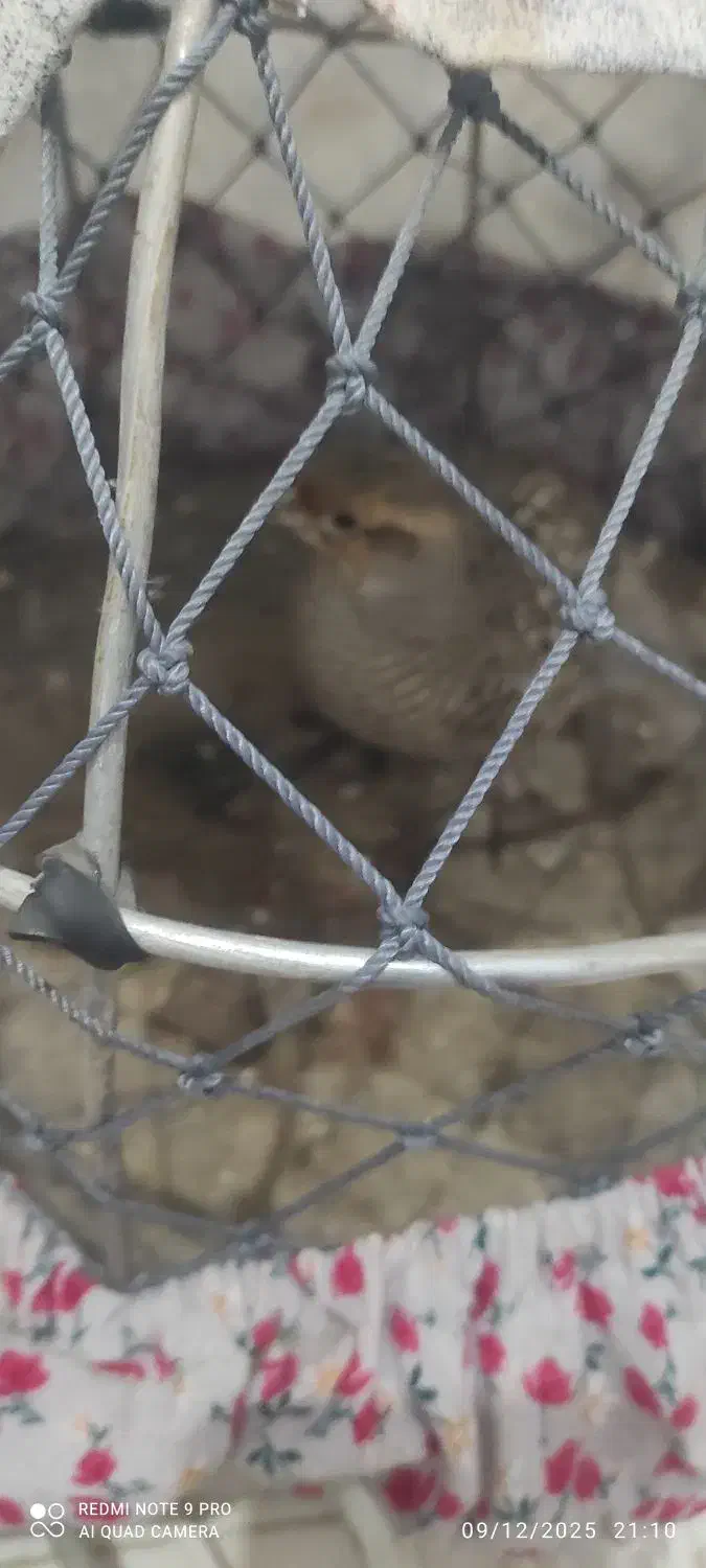 بلدرچین محلی معاوضه با نوک قنار و تیدی کبوتر|حیوانات مزرعه|بندرعباس, |دیوار