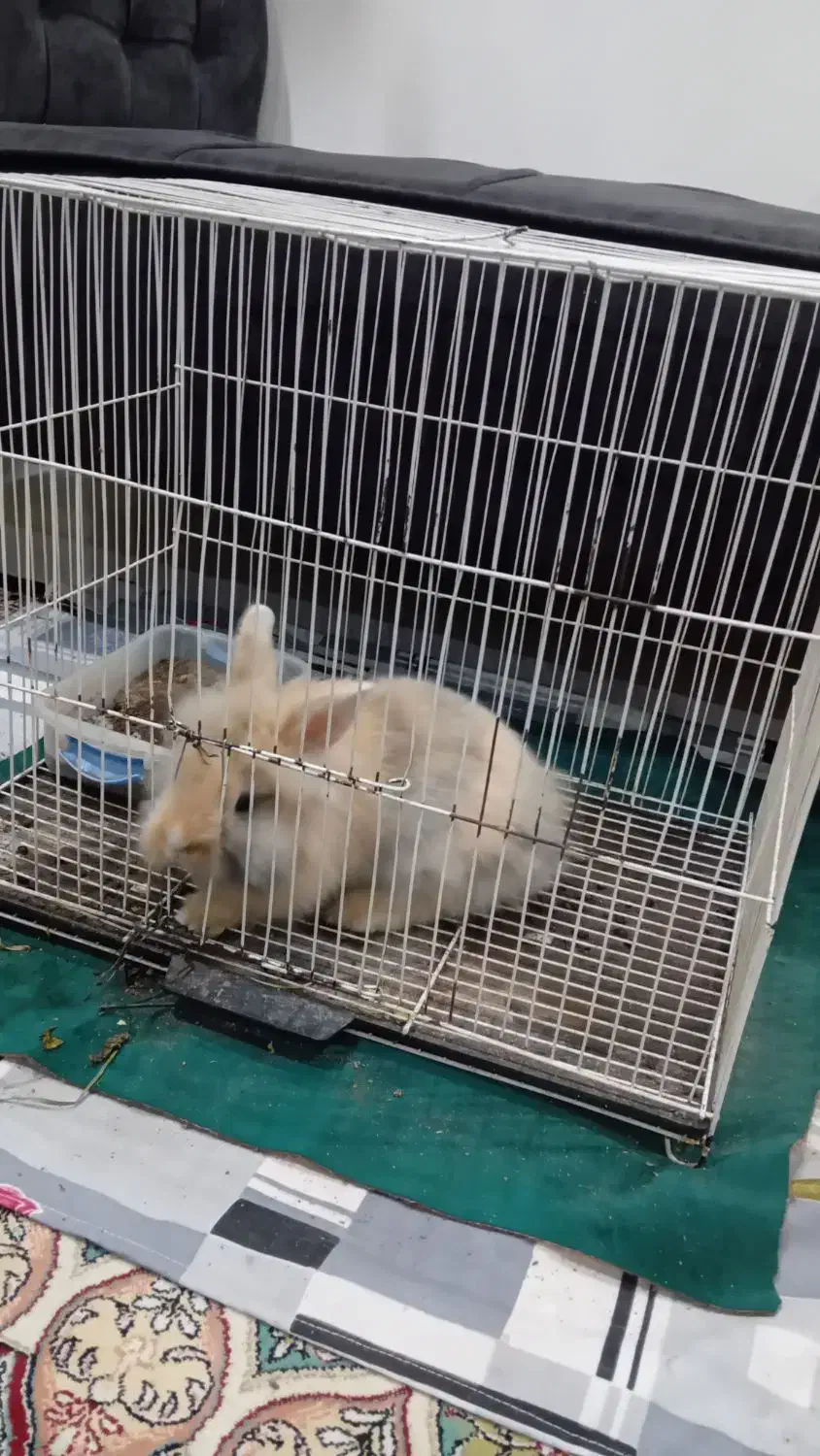 خرگوش|موش و خرگوش|مشهد, میعاد (شهرک غرب)|دیوار