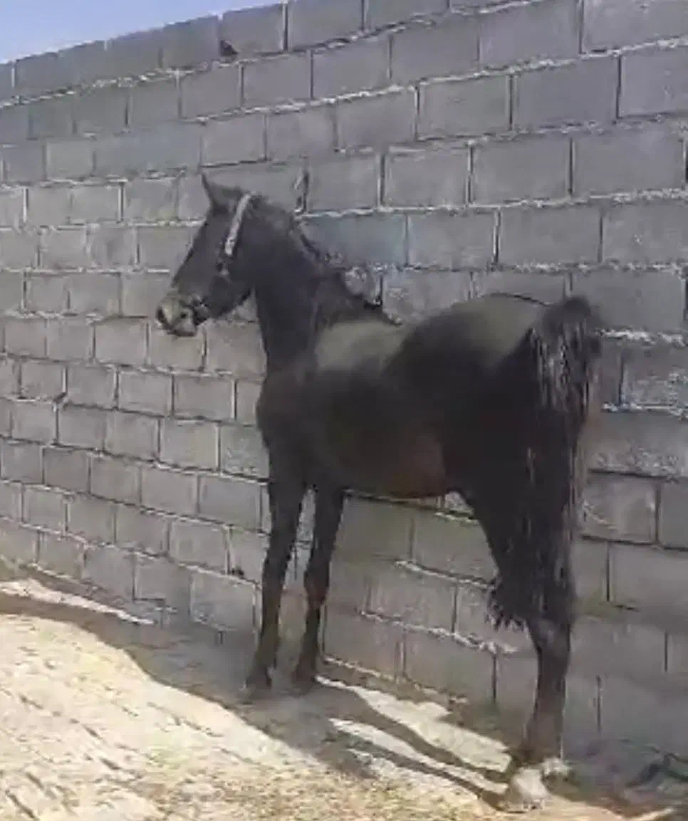 اسب کرد شجره دار|اسب و تجهیزات اسب‌سواری|اراک, |دیوار