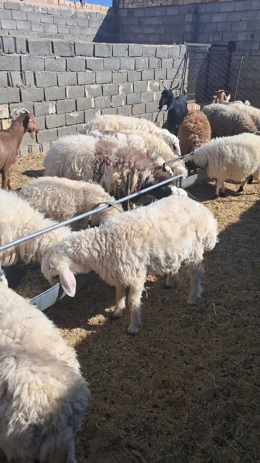 باسلام ۷ راس بره نر سبک وزن|حیوانات مزرعه|سده (خراسان جنوبی), |دیوار