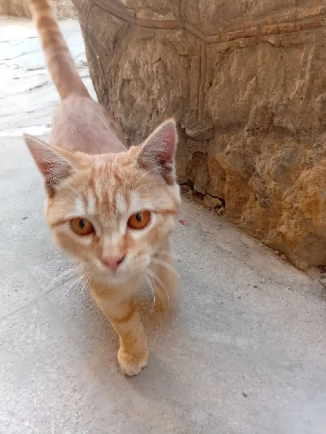 گربه گمشده|حیوانات|تهران, تجریش|دیوار