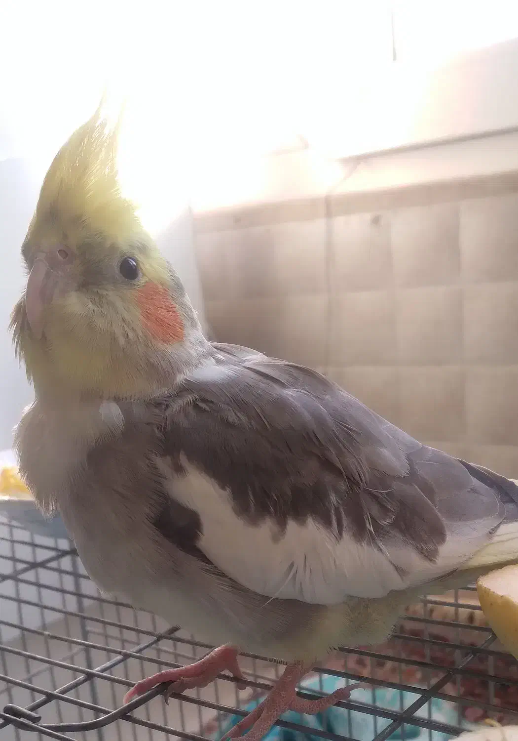 عروس هلندی نر مست مست سینامون|پرنده|پاکدشت, پاکدشت (مامازند)|دیوار