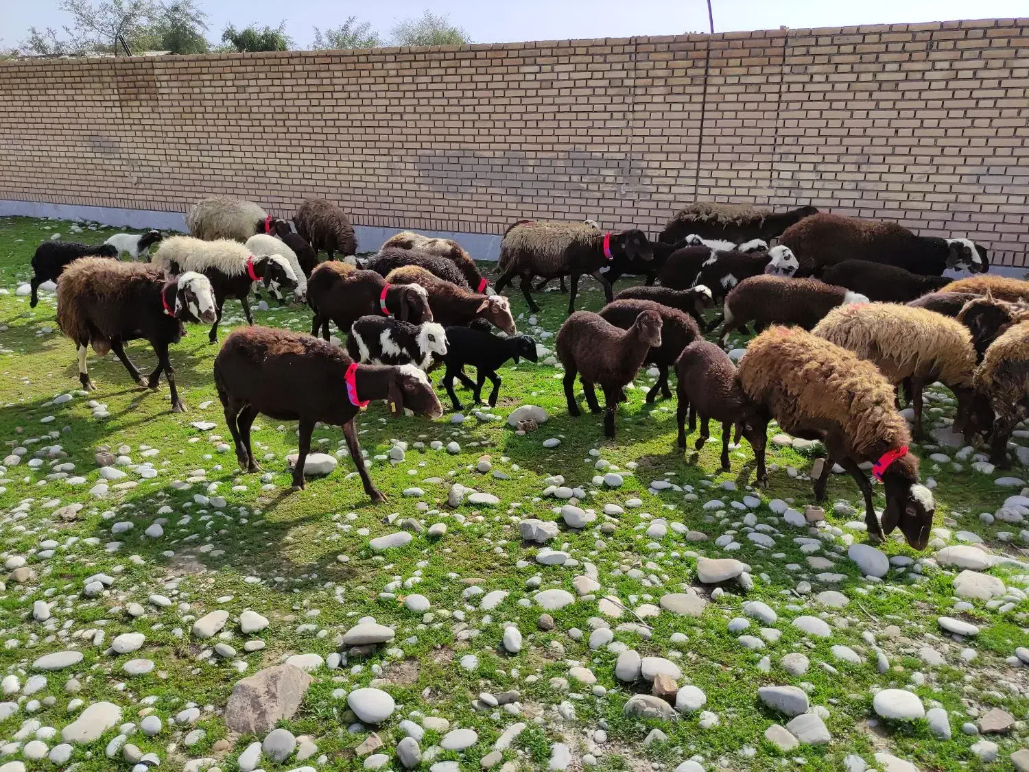 میش و بره افشاری|حیوانات مزرعه|دزفول, |دیوار