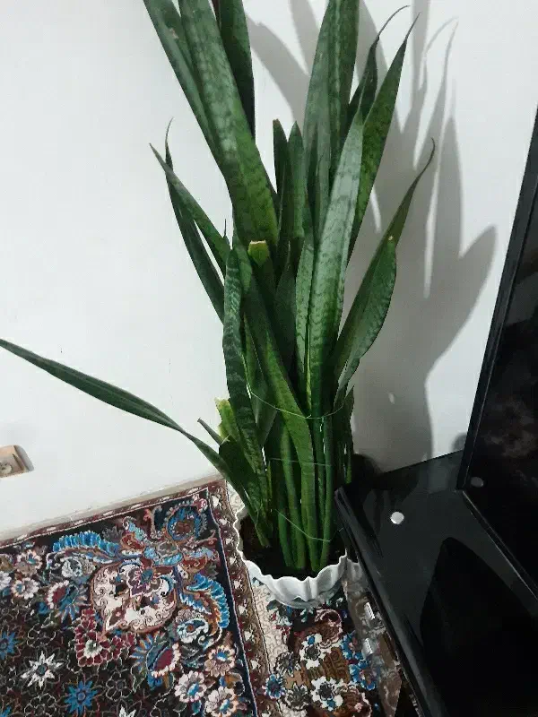 گل بزرگ و شیک|گل و گیاه طبیعی|فولادشهر, B2|دیوار