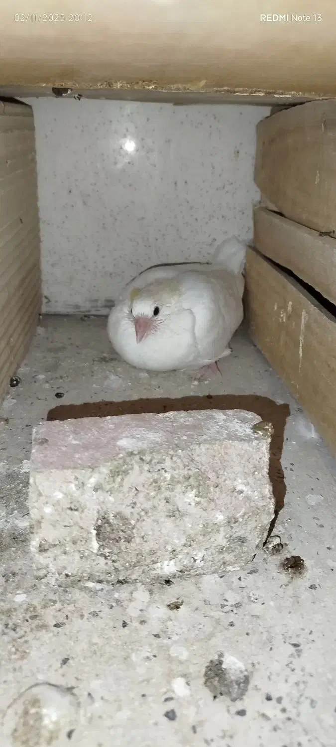 کفتر دم سیاه پرشی|پرنده|قرچک, میرزائی شمالی|دیوار