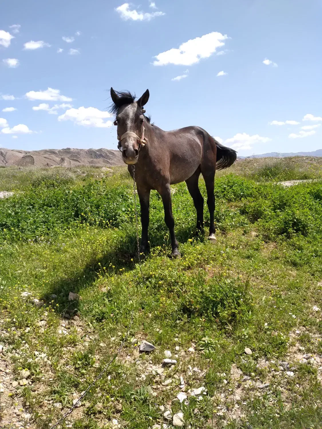 اسب|اسب و تجهیزات اسب‌سواری|صالح آباد (ایلام), |دیوار