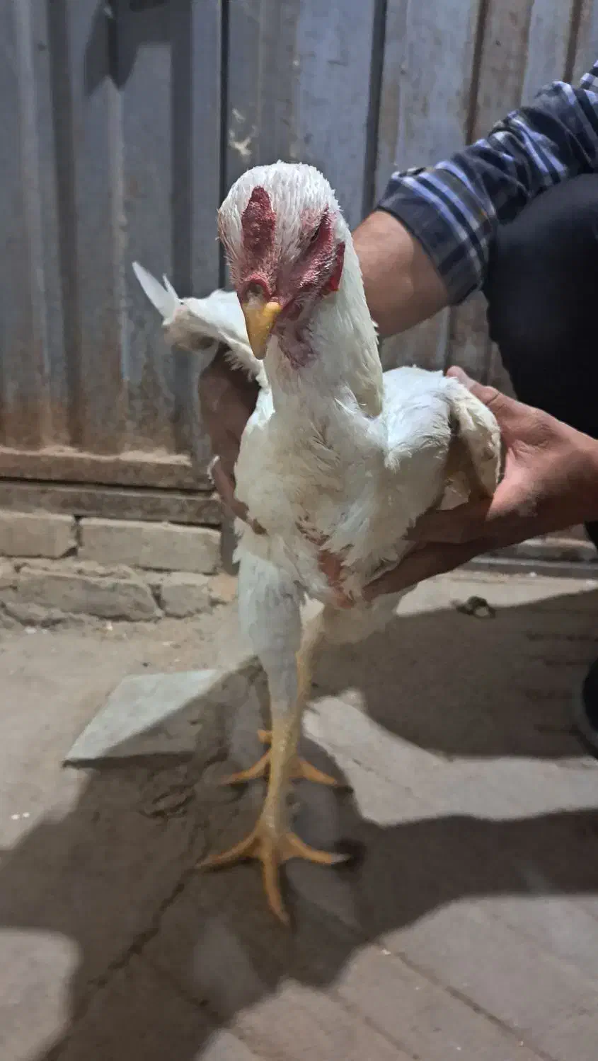 خروس لاری|حیوانات مزرعه|میبد, |دیوار