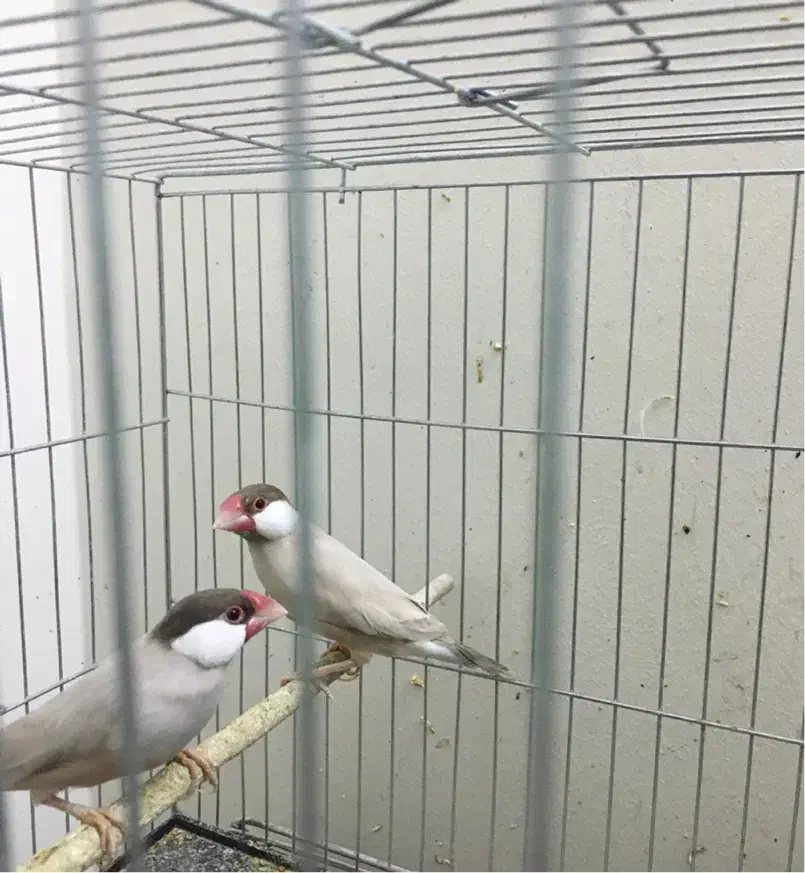 نرگسی شکلاتی|پرنده|تهران, منیریه|دیوار