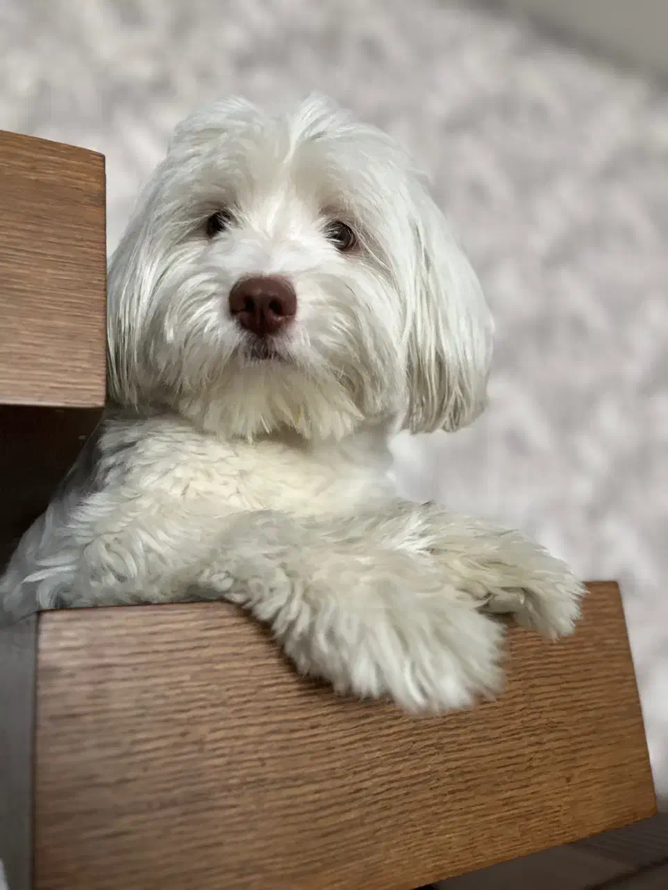 واگذاری موقت|سگ|بروجرد, |دیوار