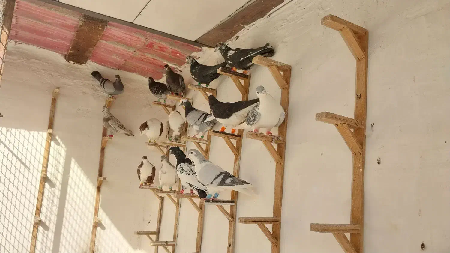 کبوتر|پرنده|مشهد, ویلاشهر|دیوار