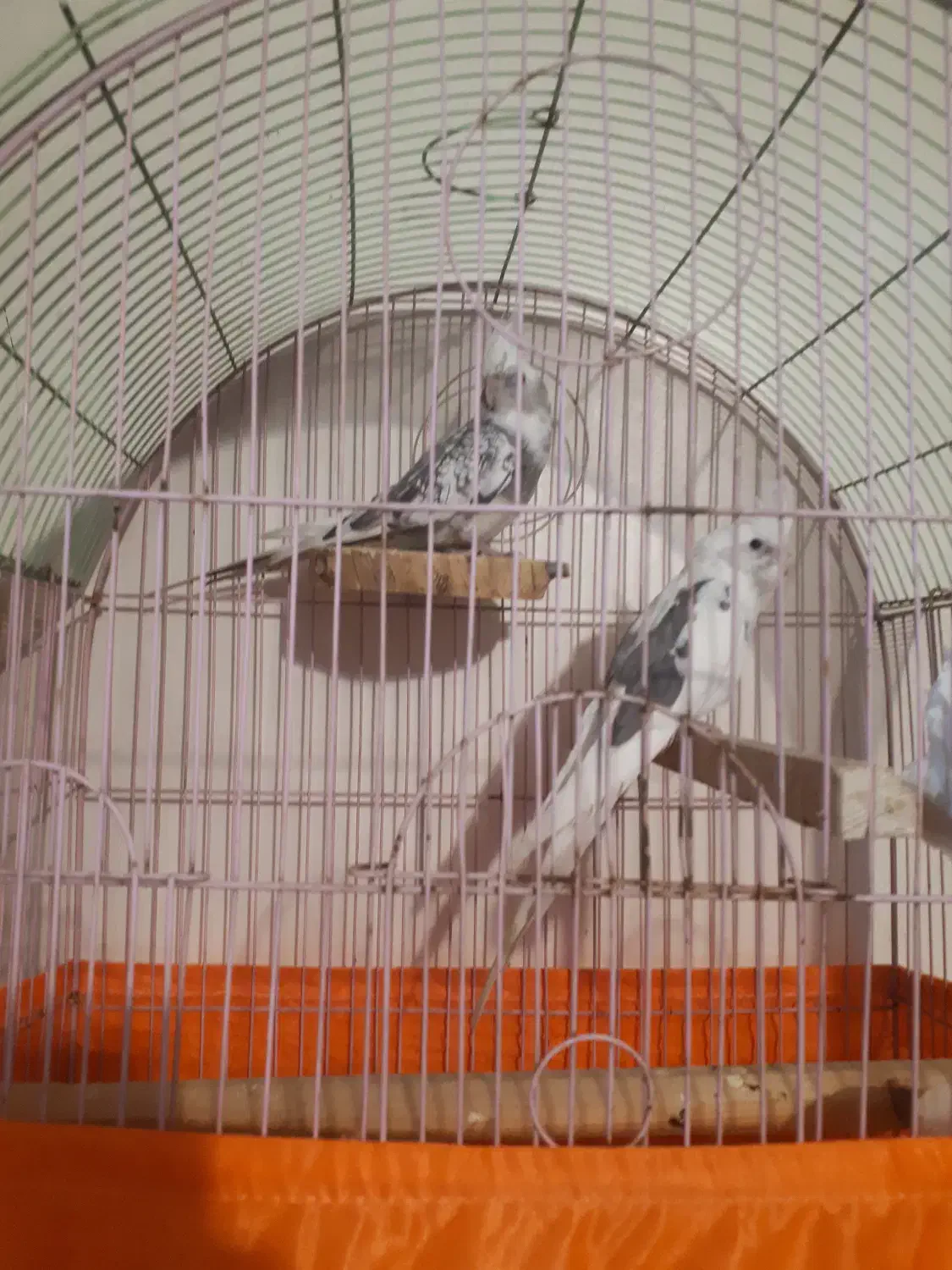 یک جفت عروس هلندی جوان آلبنو دوکت|پرنده|تهران, سازمان برنامه جنوبی|دیوار