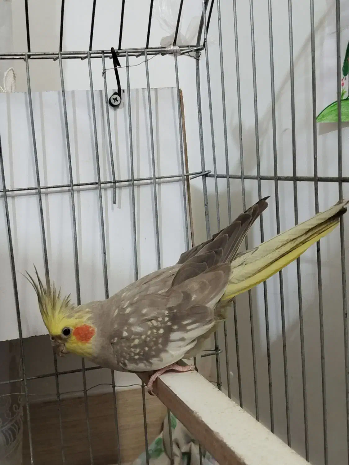 عروس هلندی ماده|پرنده|الوند, |دیوار