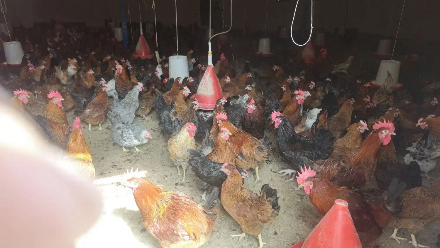 تخم مرغ نطفه دار وخوراکی|حیوانات مزرعه|گرگان, |دیوار