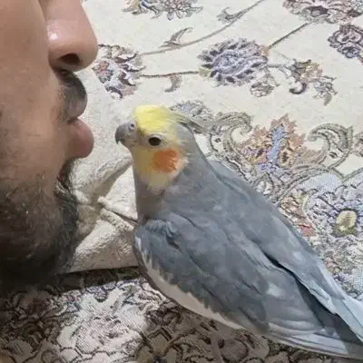 عروس هلندی سینامون|پرنده|پاکدشت, حصار امیر|دیوار