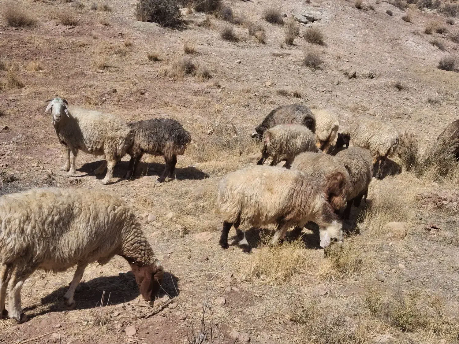 شیشک و میش|حیوانات مزرعه|شیراز, احمدآباد|دیوار