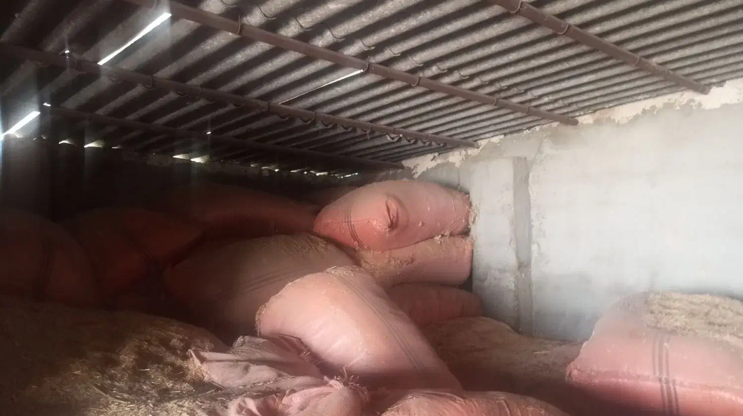 کاه|لوازم جانبی حیوانات|رامهرمز, |دیوار