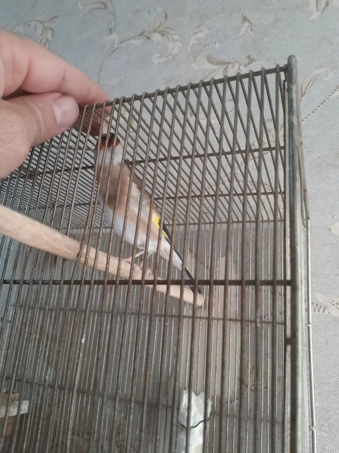 سهره|پرنده|تهران, افسریه شمالی|دیوار