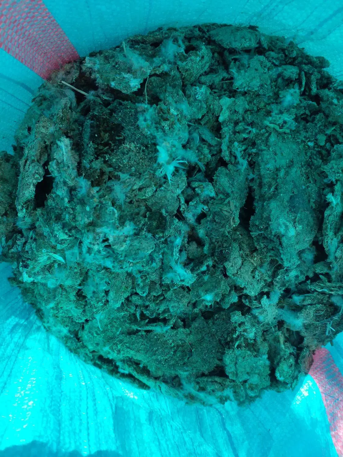 کود کبوتر....پیشوا|خدمات باغبانی و درختکاری|پیشوا, |دیوار