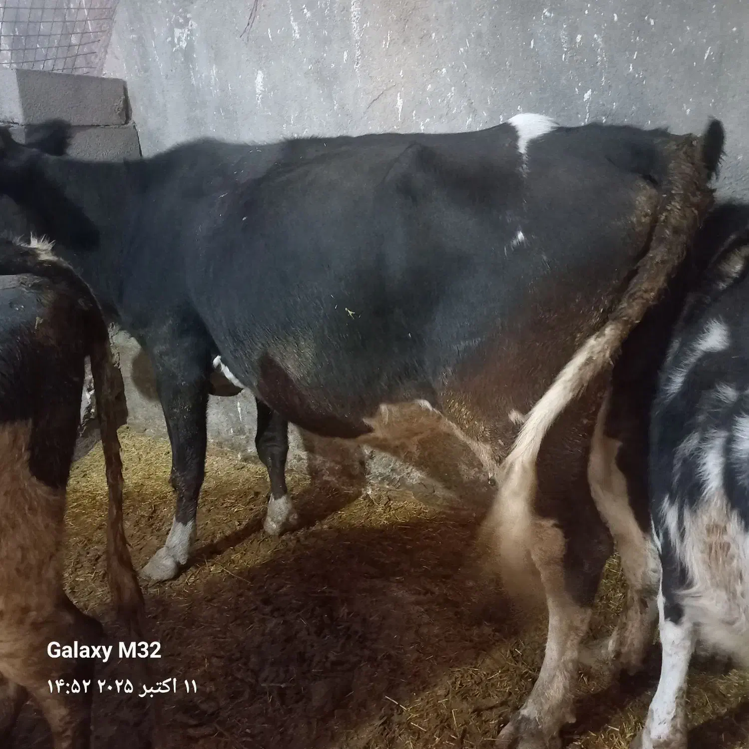 گاو گوساله|حیوانات مزرعه|دهگلان, |دیوار