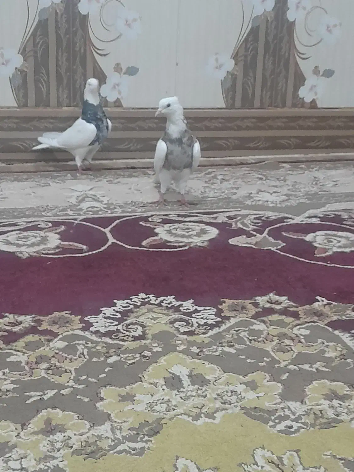 کبوتر‌طوقی|پرنده|شوشتر, |دیوار