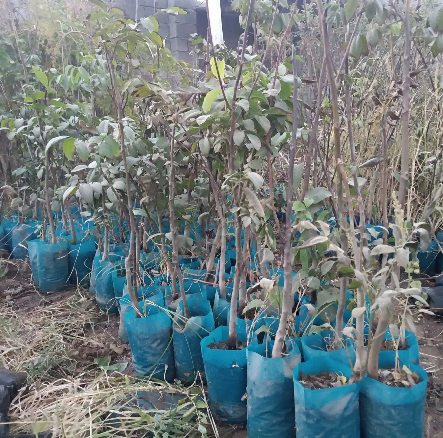 صنوبر / گلابی/ انار / پیوندی / احمد آقایی|خدمات باغبانی و درختکاری|تاکستان, |دیوار