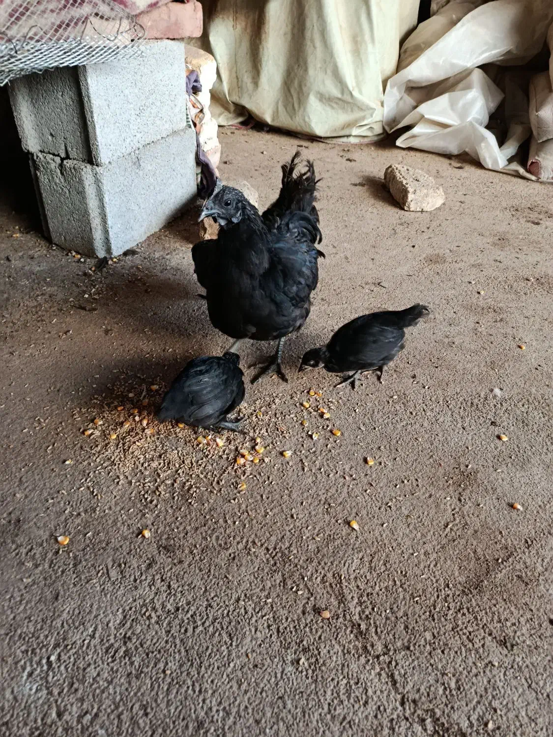 مرغ سیاه وجوجه|حیوانات مزرعه|قلعه شاهین, |دیوار