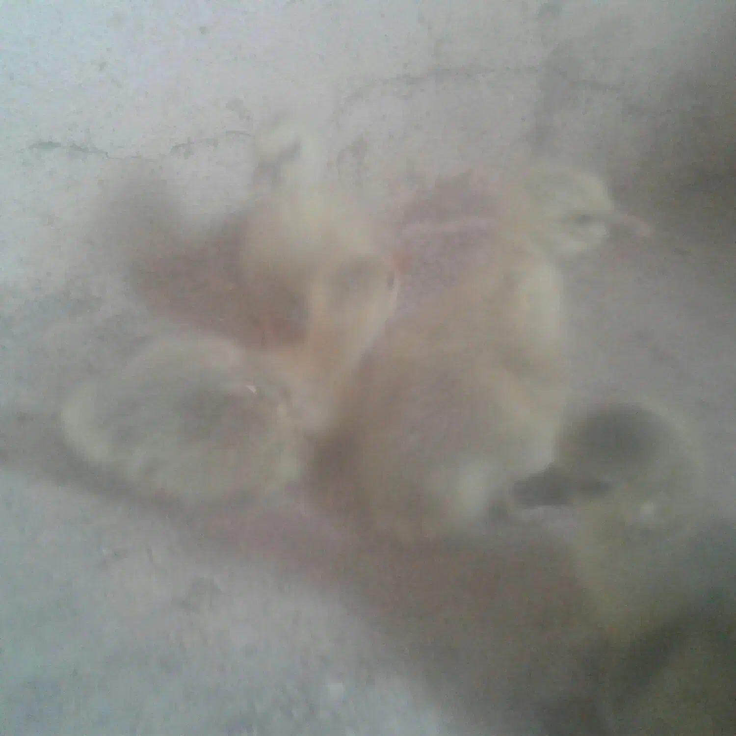 جوجه غاز|حیوانات مزرعه|مهدی شهر, |دیوار