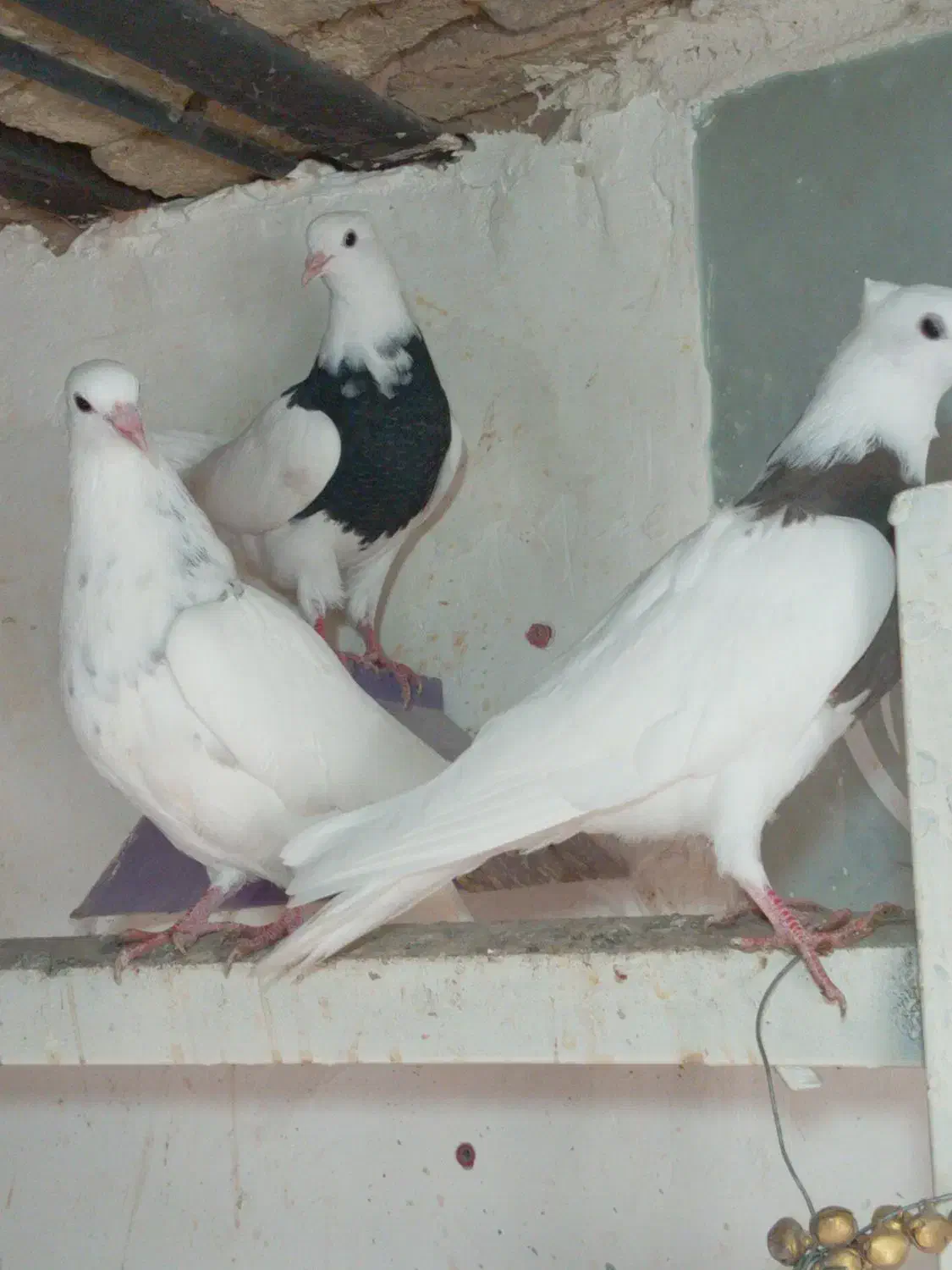 کبوتر طوقی|پرنده|شهرکرد, |دیوار