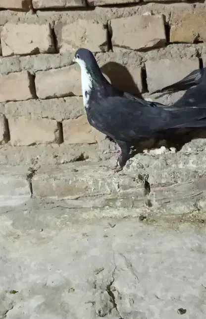 کبوتر|پرنده|خاش, |دیوار
