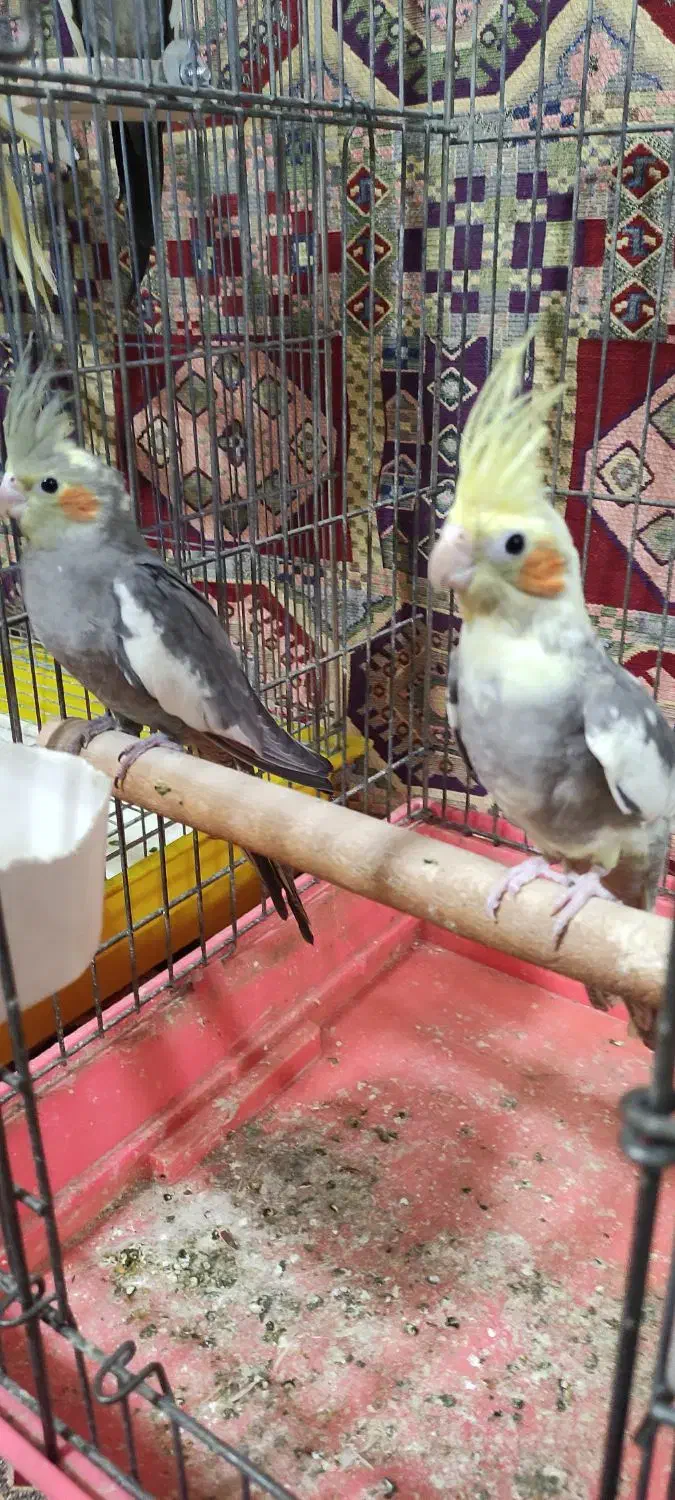 عروس هلندی|پرنده|شیراز, دلجو|دیوار