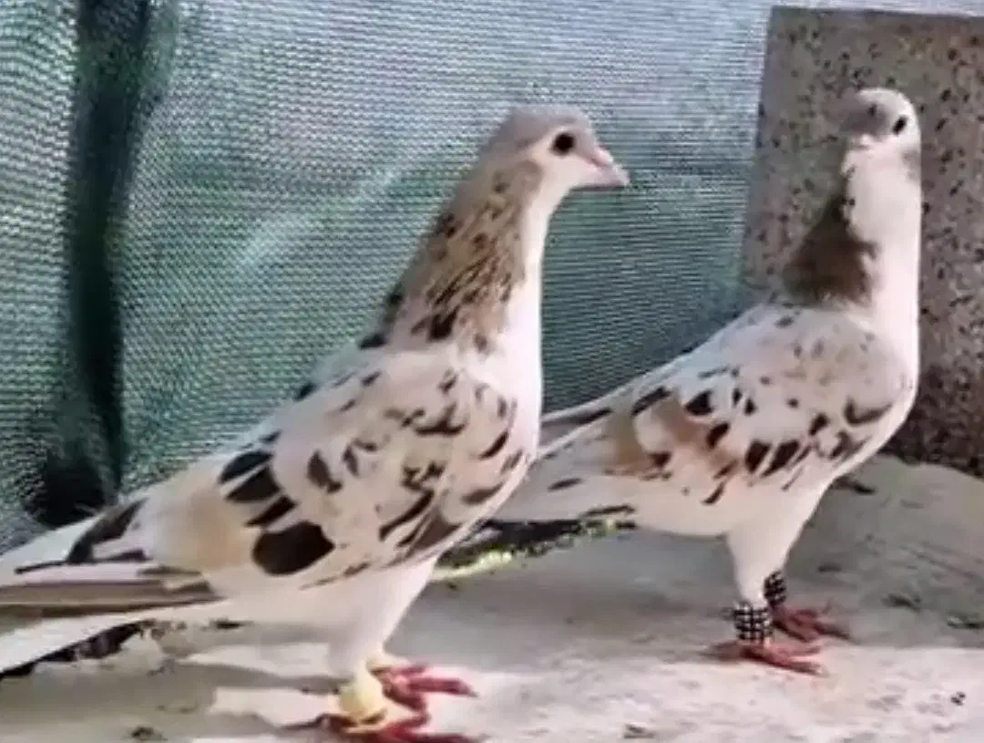 فروش تعدادی شیخی، سیاه، قزوینی ، چادری|پرنده|سراب, |دیوار