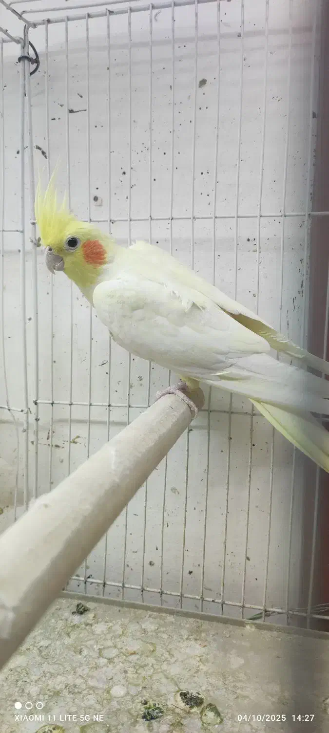 یک جفت عروس هلندی تضمینی تخم جوجه نطفه دار|پرنده|جلگه ماژان, |دیوار