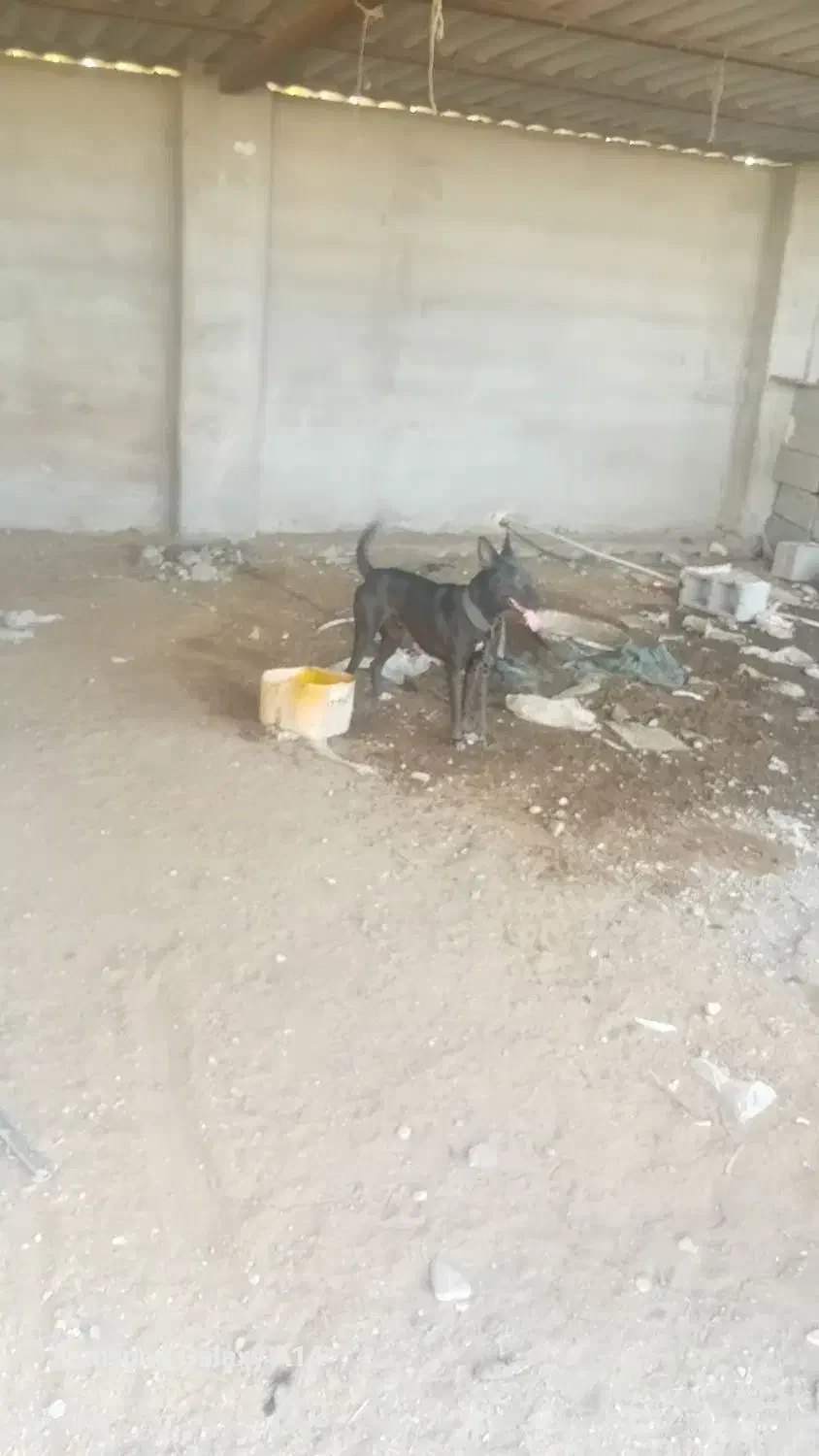 سگ ماده|سگ|میناب, |دیوار