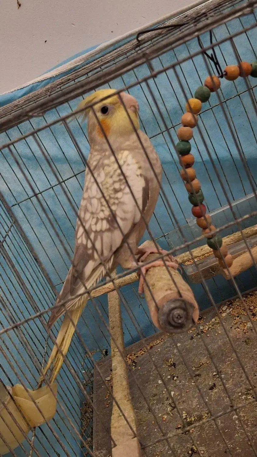 طوطی عروس هلندی جوجه|پرنده|رشت, نامجو|دیوار