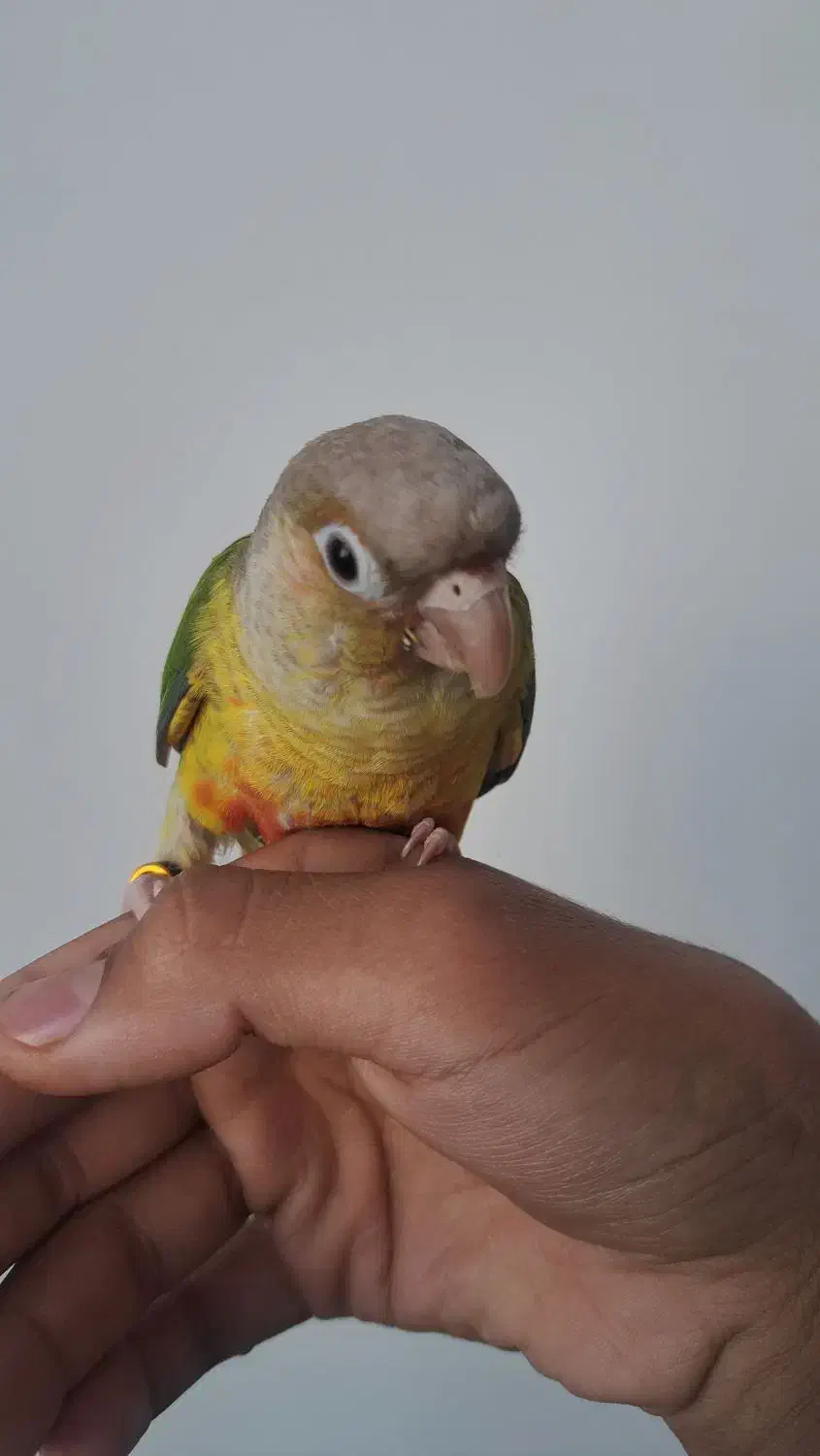 گرنچیک تازه دونه خور شده رام|پرنده|کرمان, |دیوار