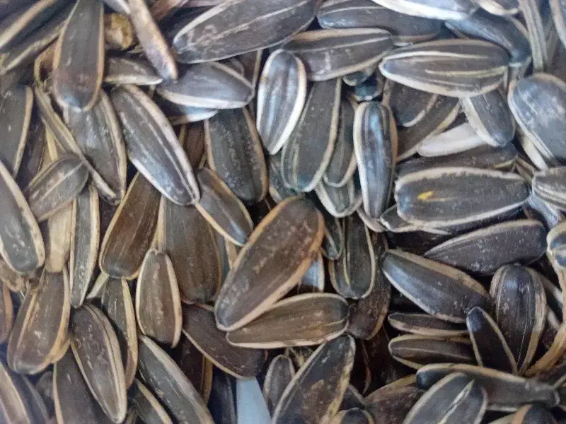 تخمە اجیلی|عمدهفروشی|مهاباد (آذربایجان غربی), |دیوار