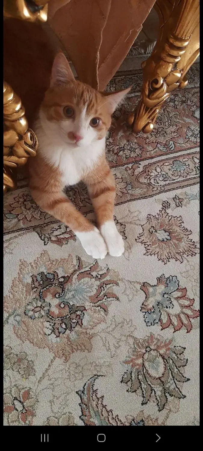 واگذاری گربه|گربه|ایلام, |دیوار