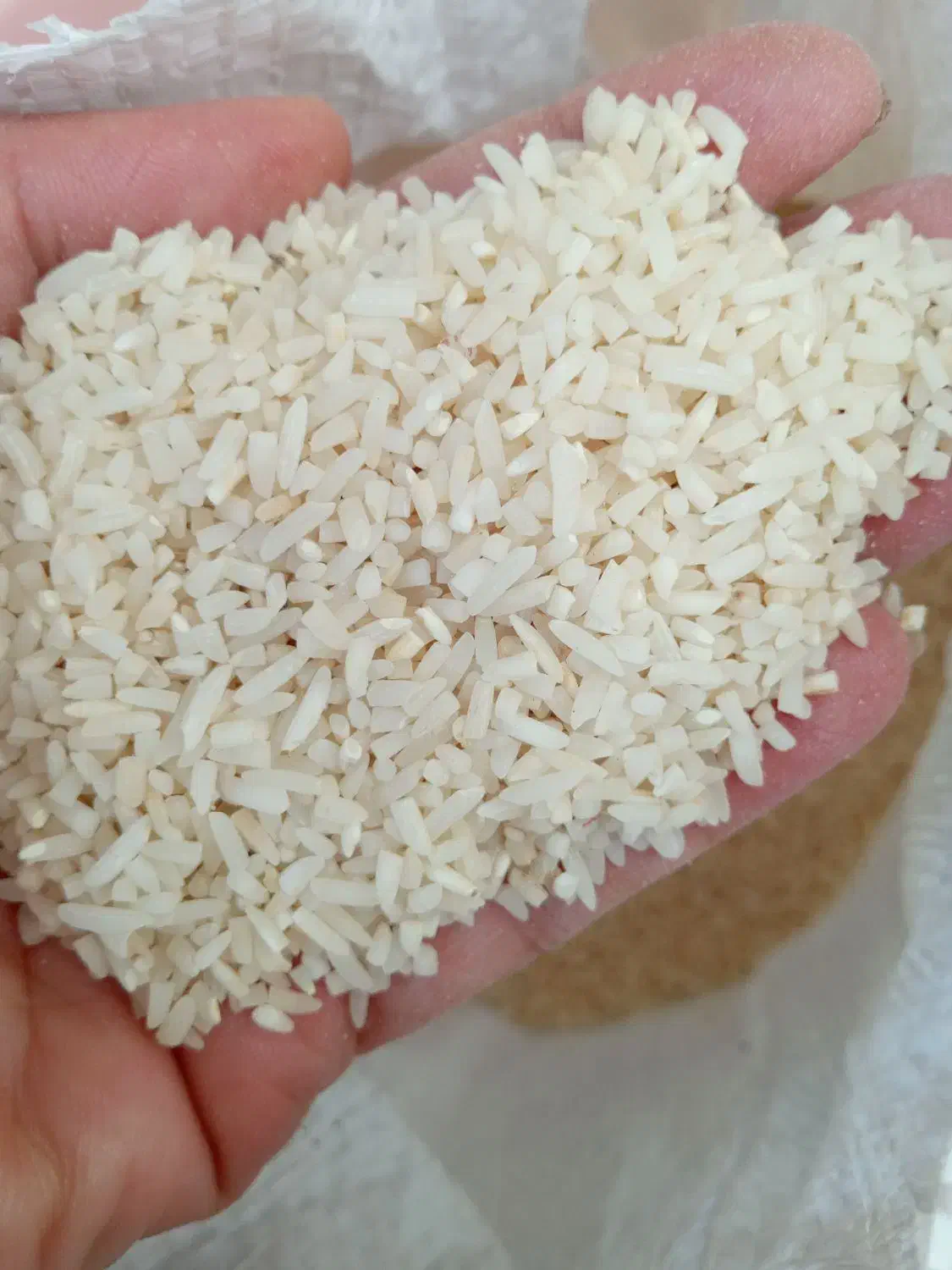 لاشه هاشمی|خوردنی و آشامیدنی|رشت, استقامت ۲|دیوار
