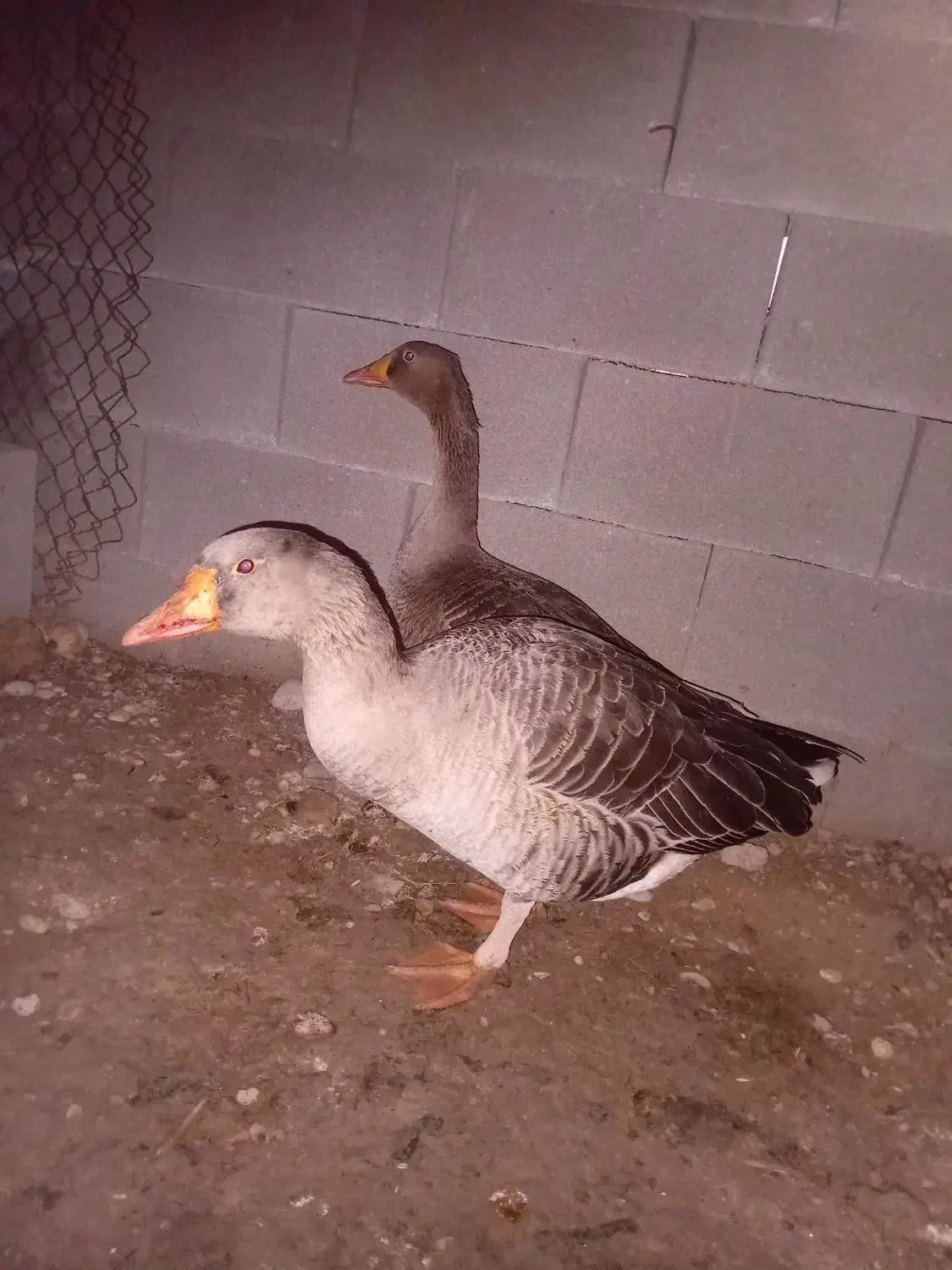 غاز ۹ماهه تخم گذار|پرنده|گتوند, |دیوار