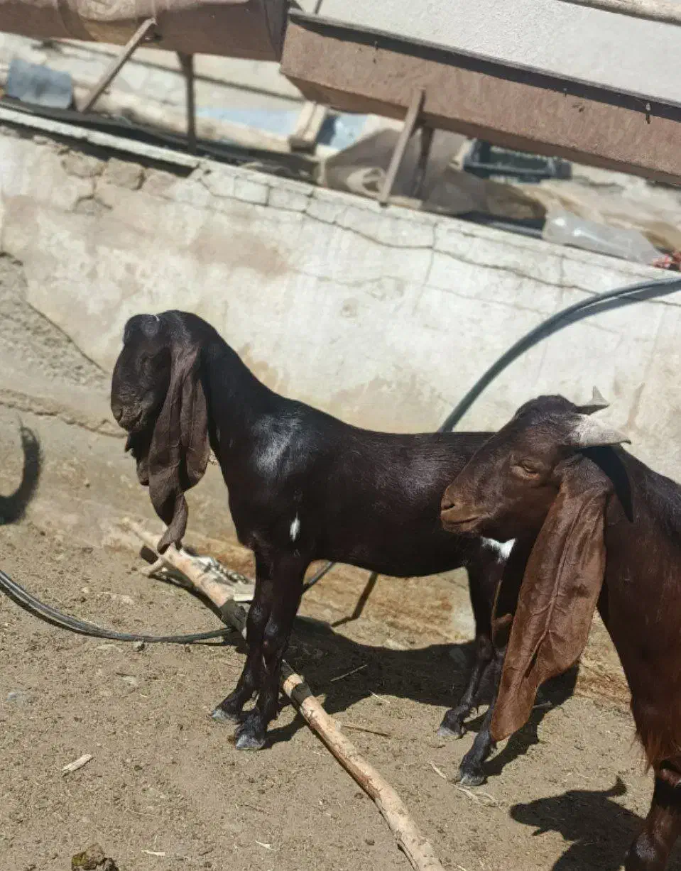 بز(نربز) کاموری پتیری اصل گوش دراز|حیوانات مزرعه|پارس‌آباد, |دیوار