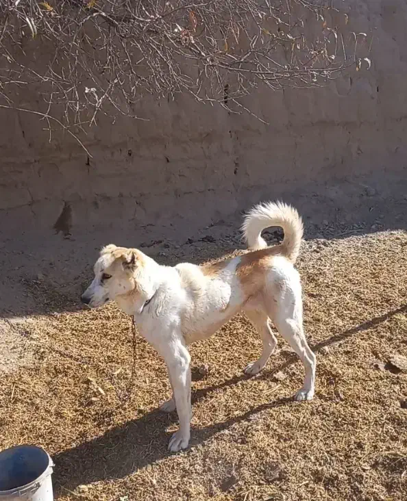 حیوان سگ|سگ|آبکوه, |دیوار