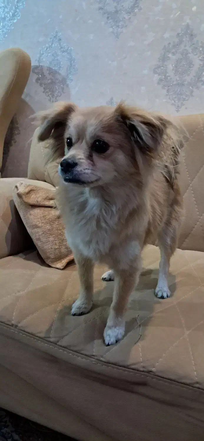 سگ پامر|سگ|مشکیندشت, |دیوار