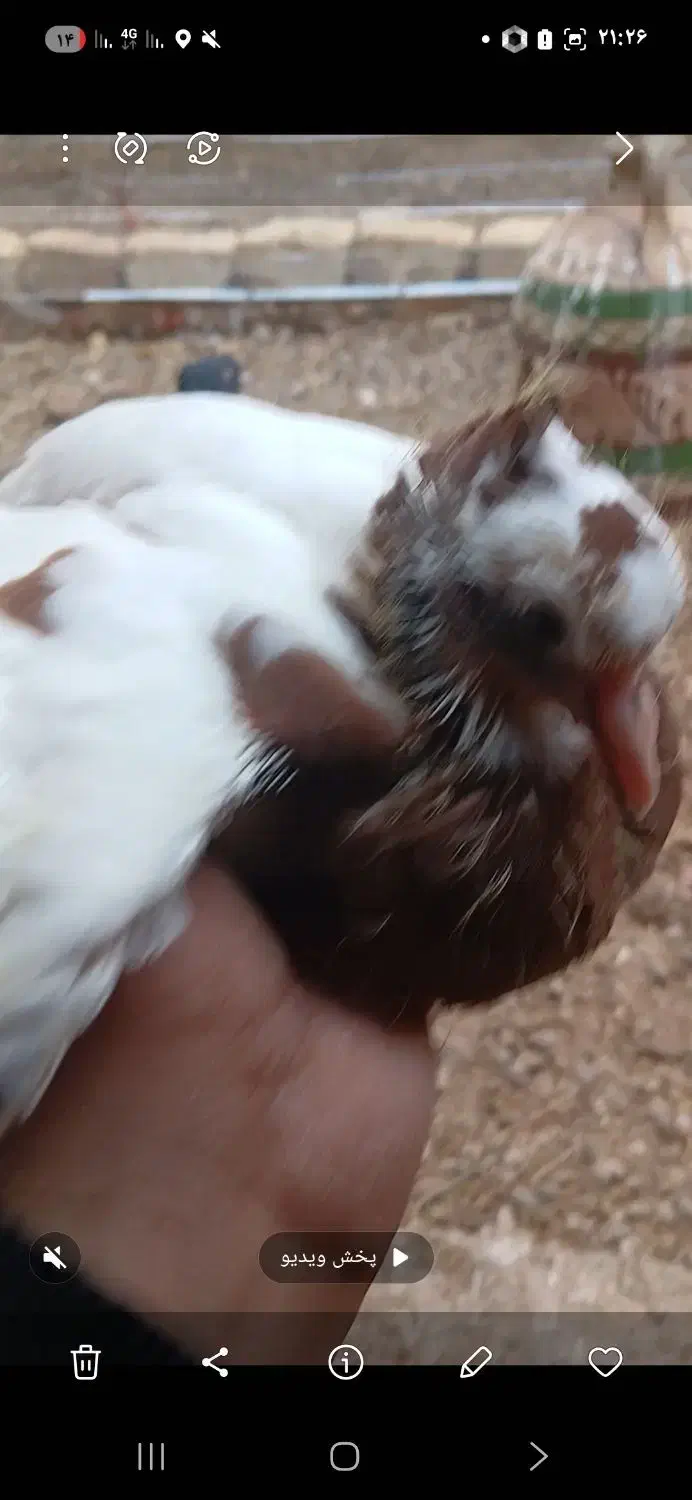 کله ای وطوقی|پرنده|اسفرورین, |دیوار