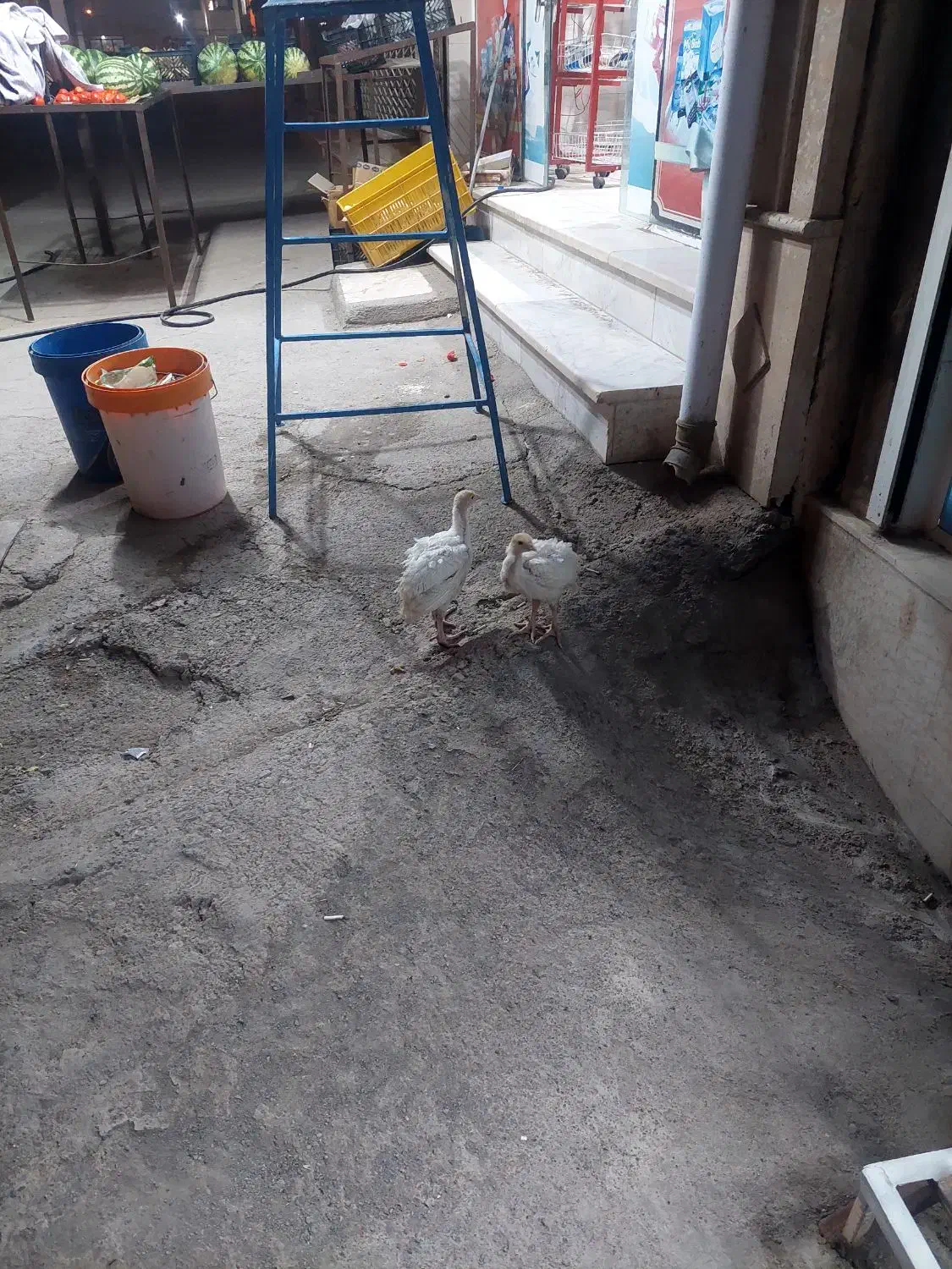 مغازه فروشی|فروش مغازه و غرفه|سبزوار, توحیدشهر|دیوار